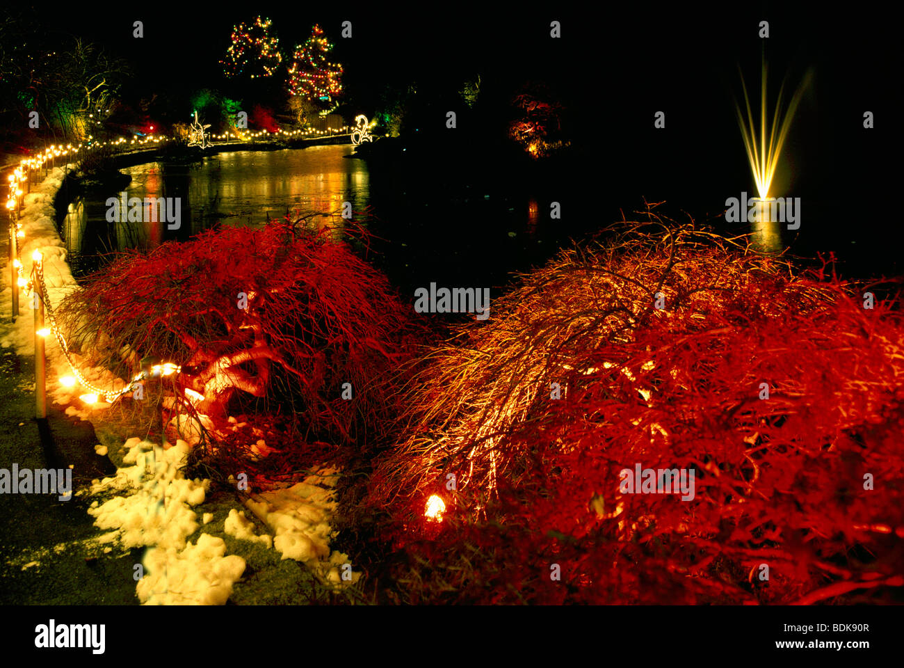 Traditional Christmas Lights on Trees, VanDusen Botanical Garden