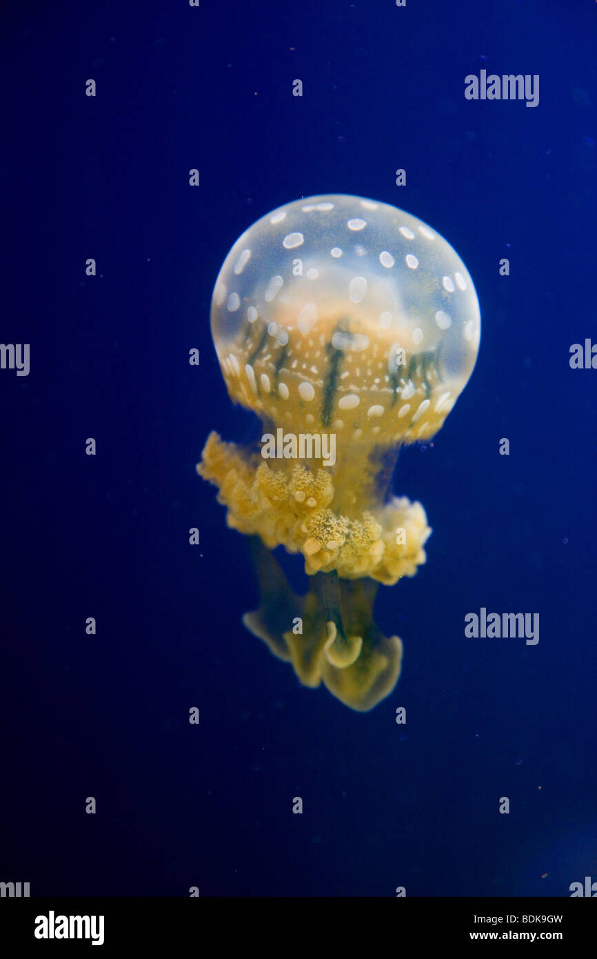 Spotted Jelly, Vancouver Aquarium, Vancouver, British Columbia, Canada. Stock Photo