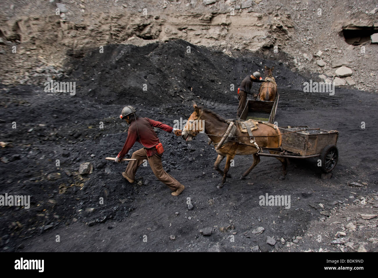 WUDA COAL FIELD, WU HAI, INNER MONGOLIA, CHINA - AUGUST 2007: Miners at an illegal private mine use mules to haul their coal. Stock Photo