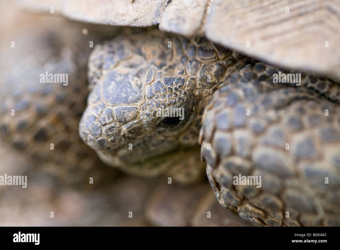 Desert tortoise in Saguaro National Park, Arizona Stock Photo