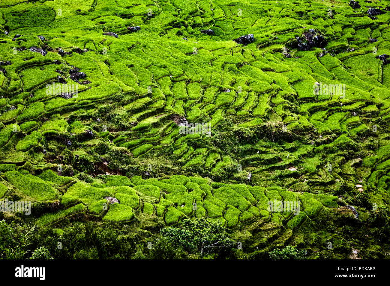 Indonesia, Sulawesi, Tana Toraja area, high angle view of Tinombayo rice terraces near Rantepao Stock Photo