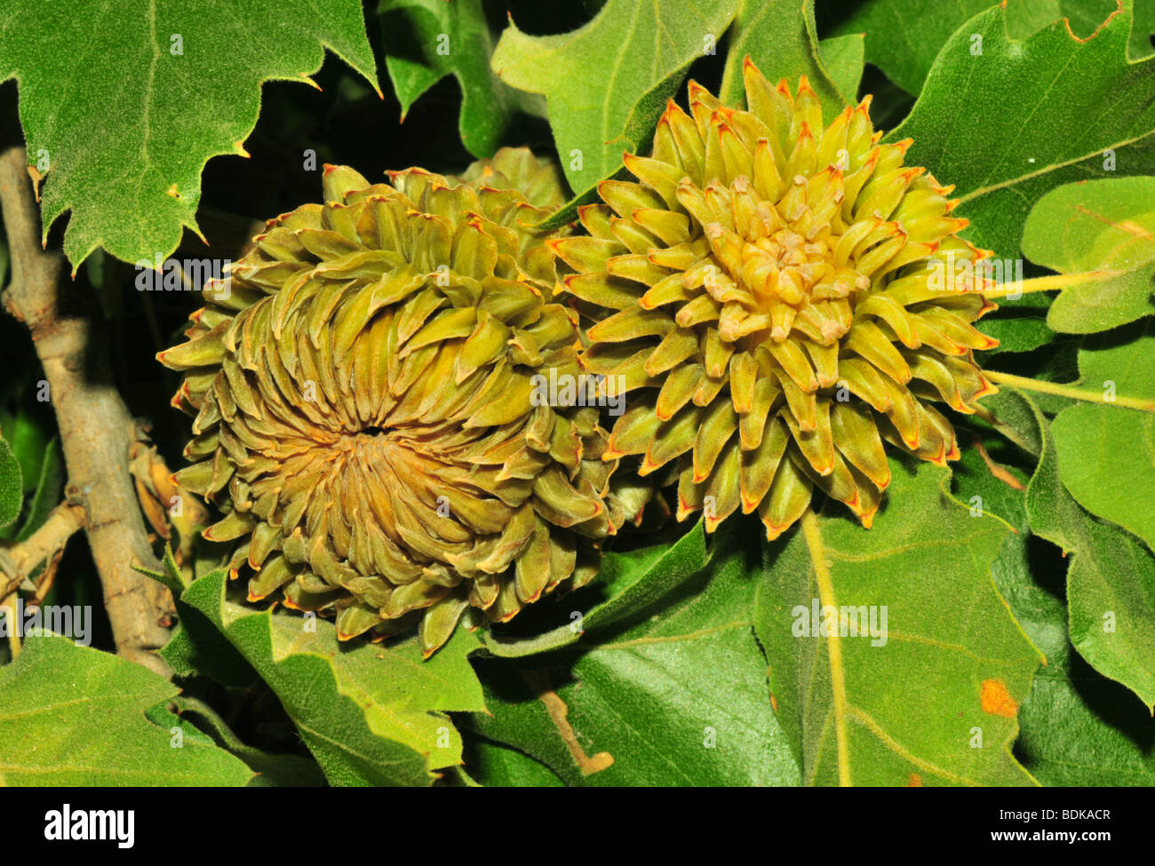 image of the acorns of Quercus macrolepis Stock Photo