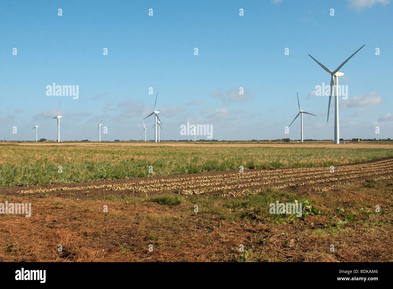 a fenland wind farm against a blue sky with farmland and crops in the foreground Stock Photo