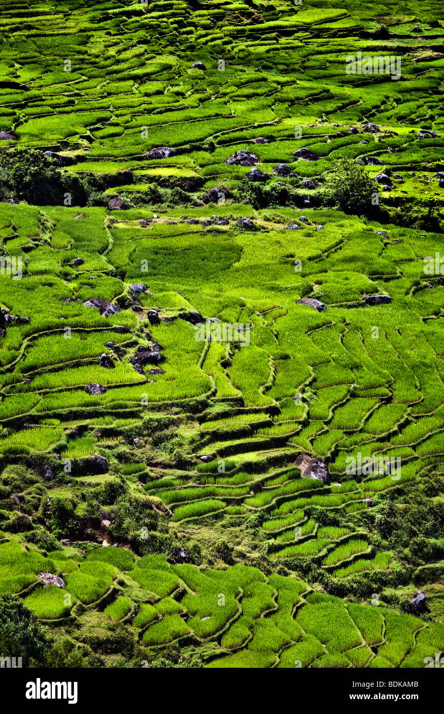 Indonesia, Sulawesi, Tana Toraja area, high angle view of Tinombayo rice terraces Stock Photo