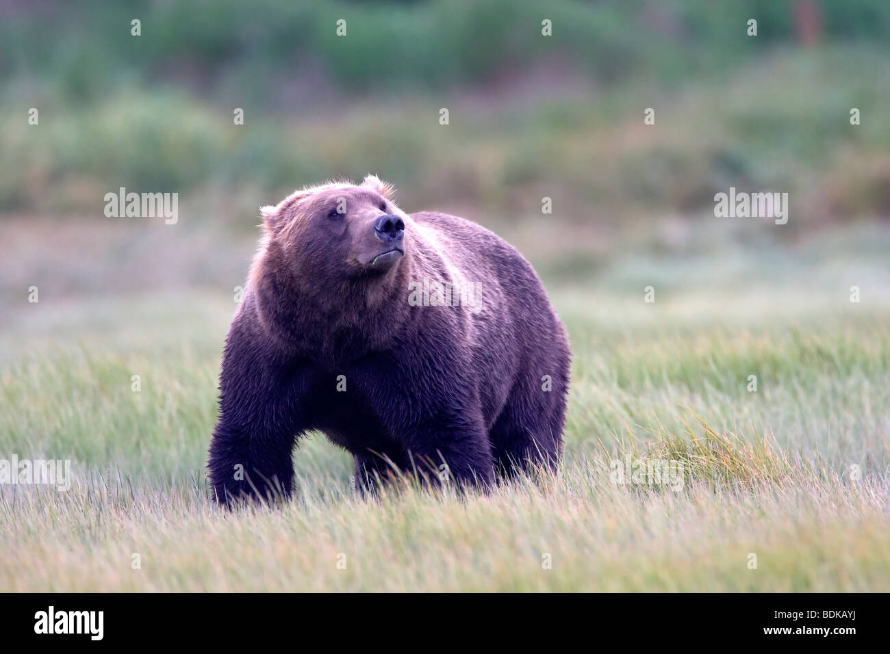 Brown Bear Ursus arctos grazing on sedge grasses in Alaska, USA Stock Photo