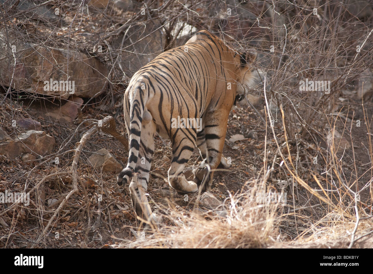Tiger In Reeds Tiger hiding grass hi-res stock photography and images - Alamy
