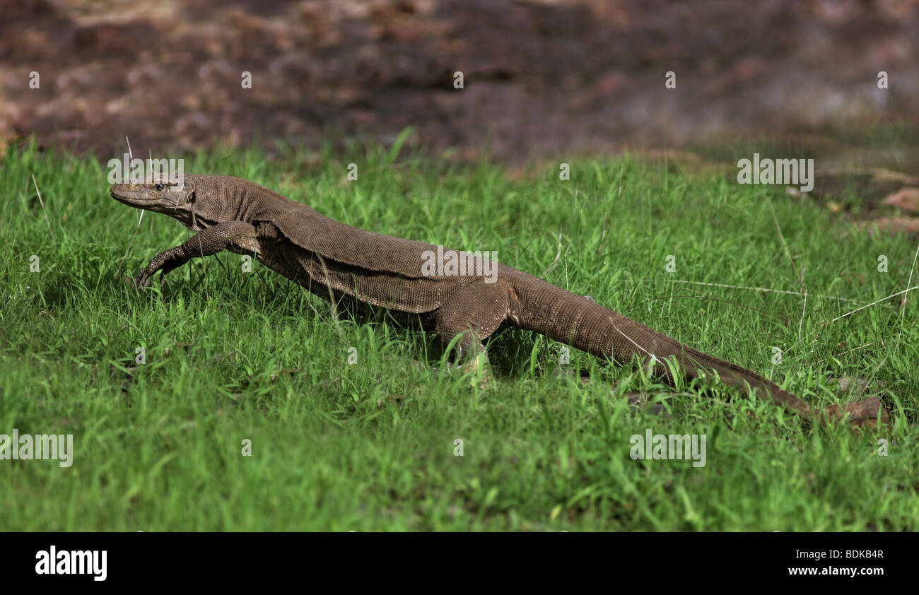 A monitor Lizard at Ranthambore Tiger Reserve, Rajasthan India. Stock Photo