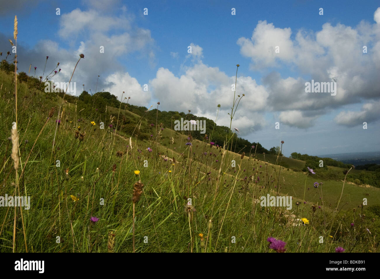 wild flowers on the south downs Stock Photo