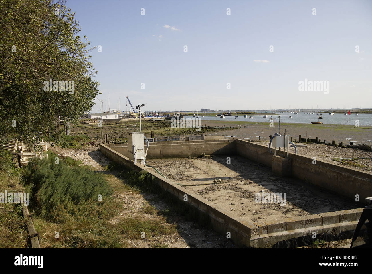 Oyster beds old roman remains mersea island Stock Photo