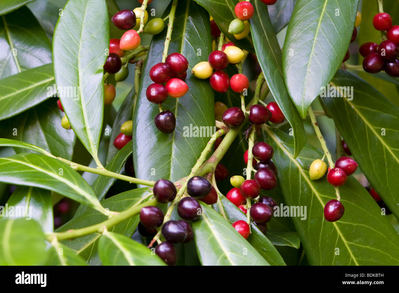 Cherry Laurel Prunus laurocerasus with berries Kent UK summer Stock