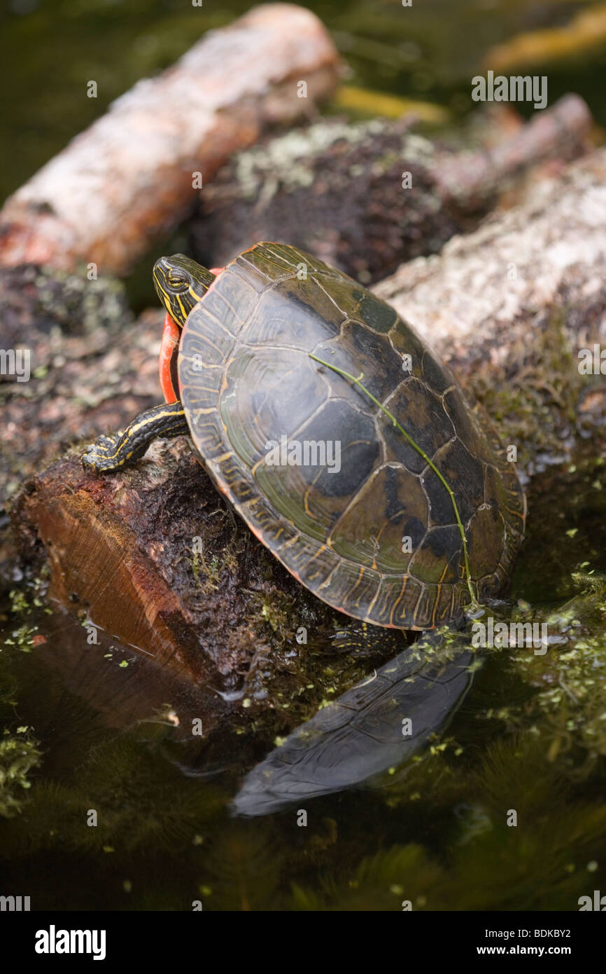 Painted turtle on log hires stock photography and images Alamy