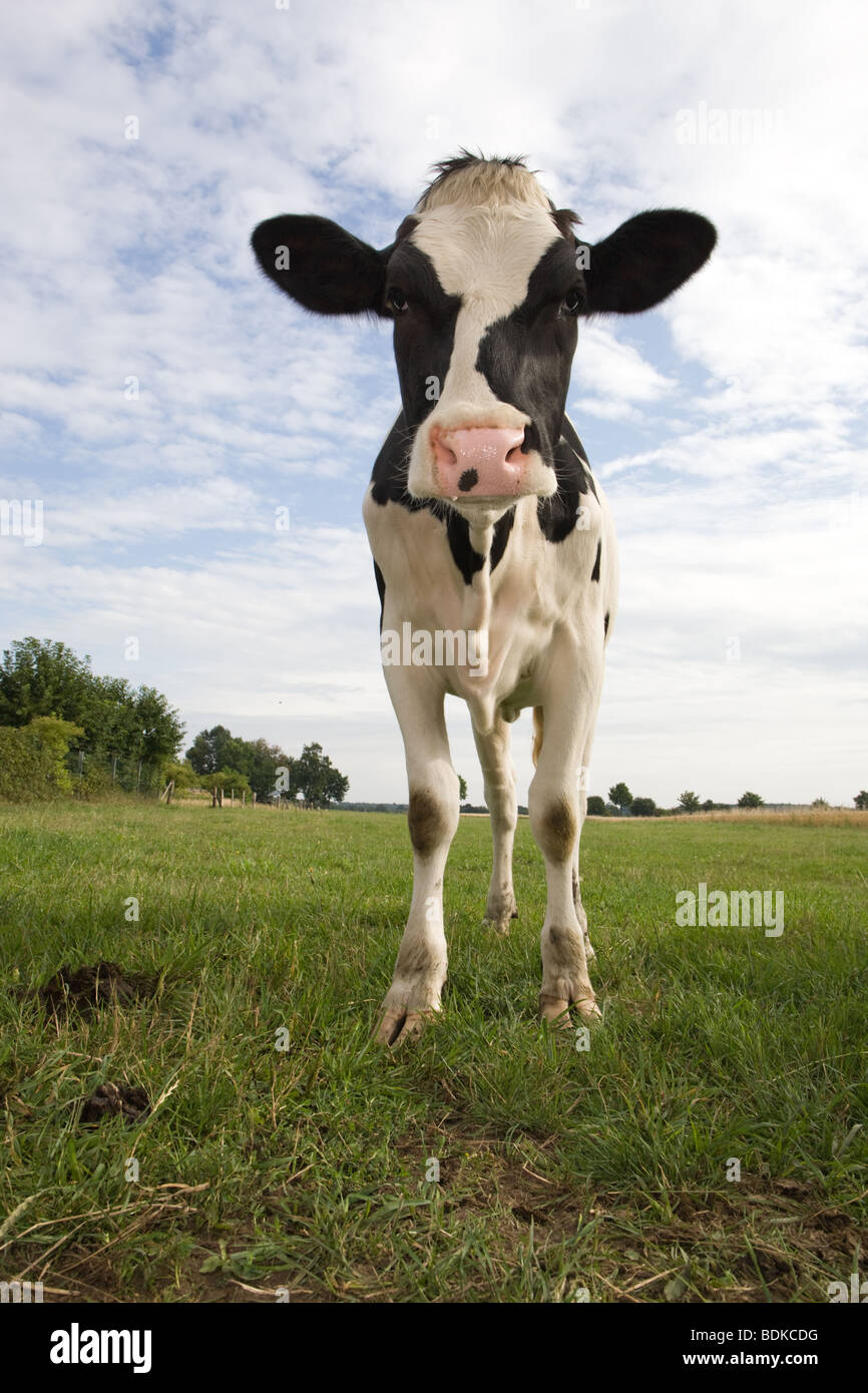 common black and white Cow - Bos primigenius taurus Stock Photo