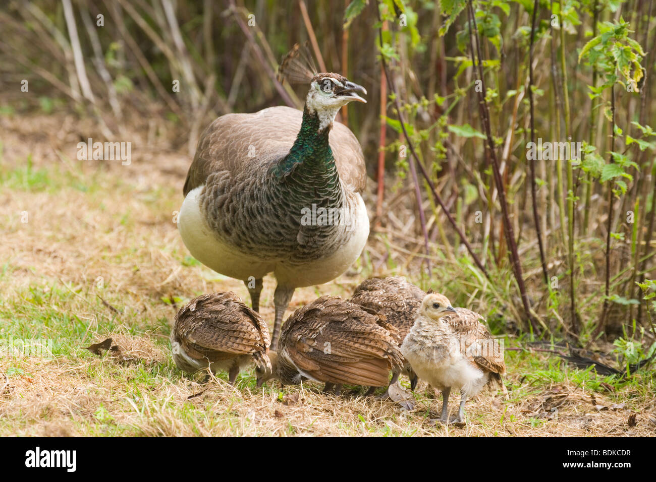 Common, Indian or Blue Peafowl (Pavo cristata). Peahen, or female, and feeding chicks. Stock Photo