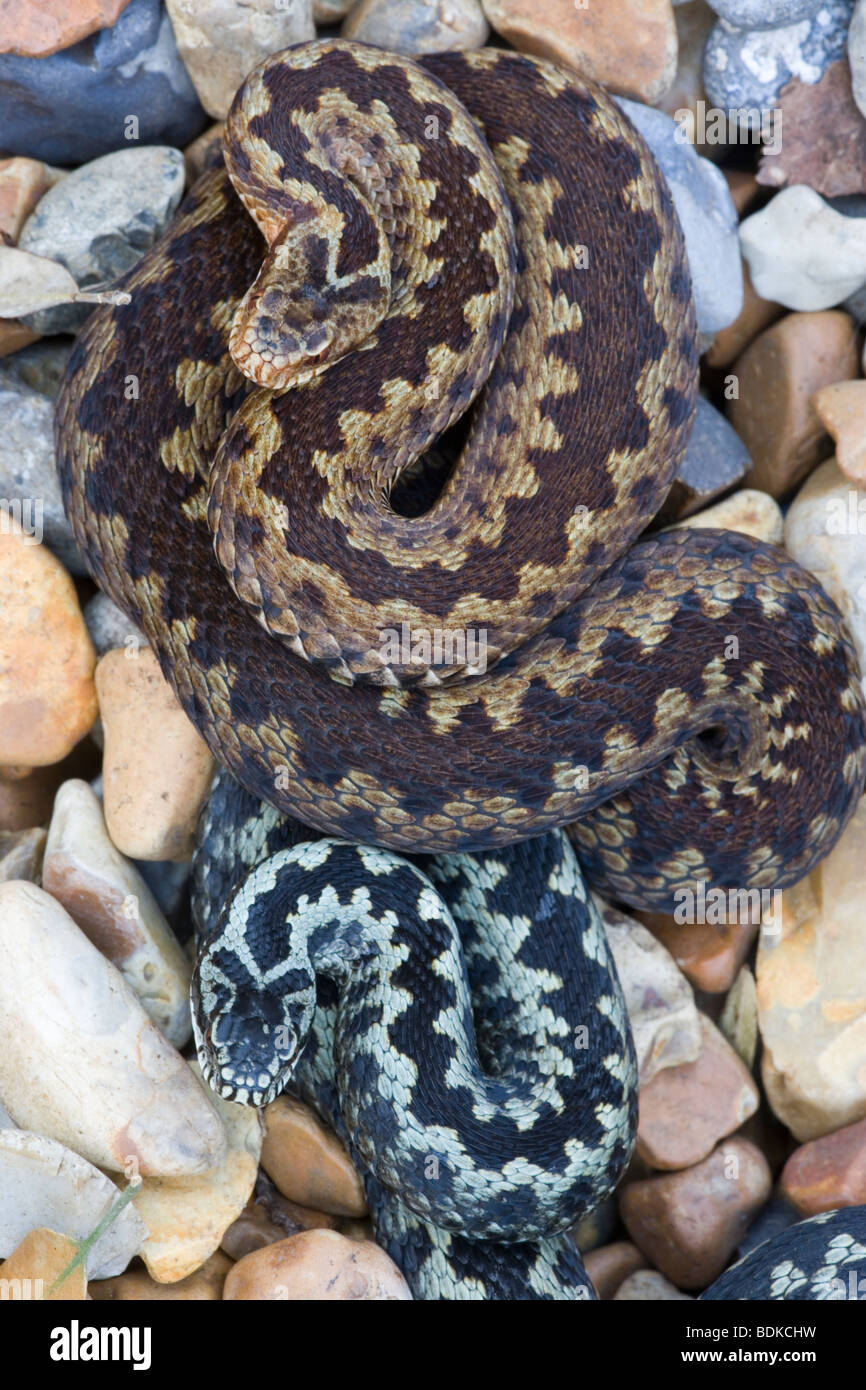 Adder or Norther Viper (Vipera berus). Sexually dimorphic. Female top, male below. Dorsal view. Stock Photo