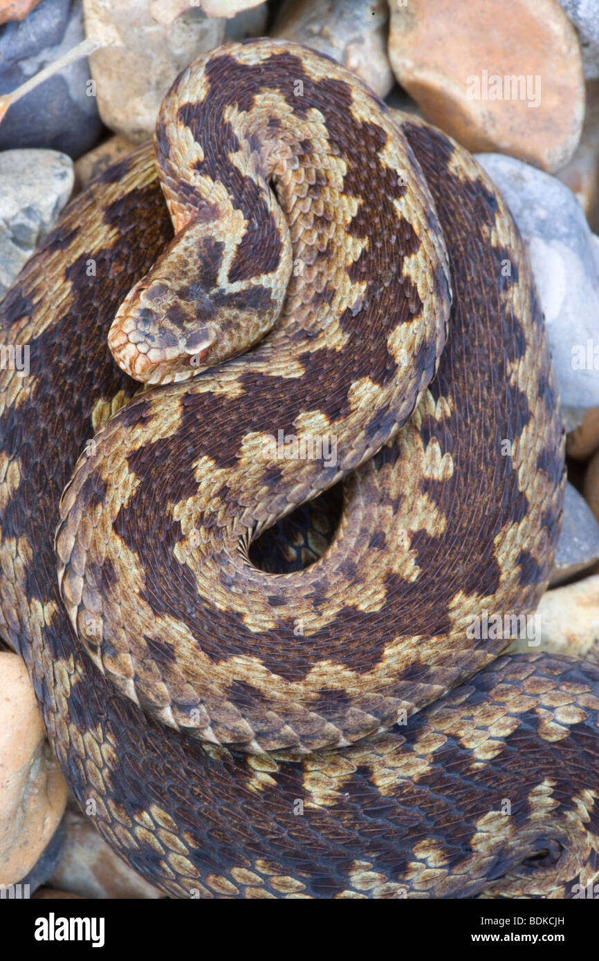 Adder or Norther Viper (Vipera berus). Adult female. Dorsal view. Stock Photo