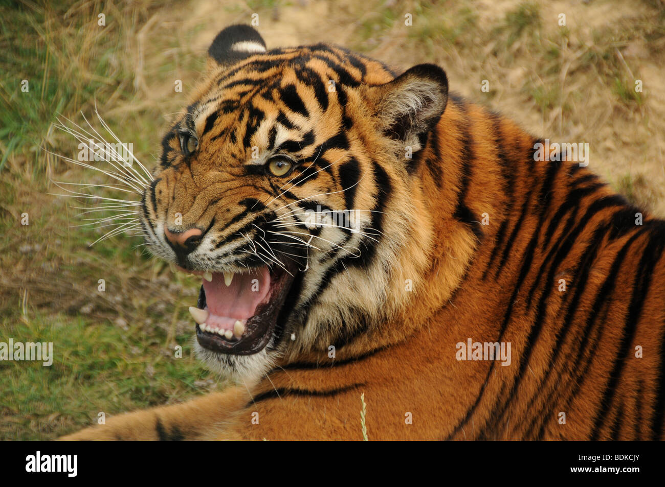tiger growling Stock Photo