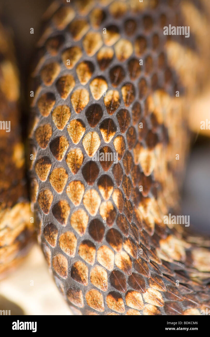 Adder or Norther Viper (Vipera berus). Female. Section of the body showing individual keeled scales of differing shades of brown pigmentation making up the head to tail zigzag dorsal pattern. Stock Photo