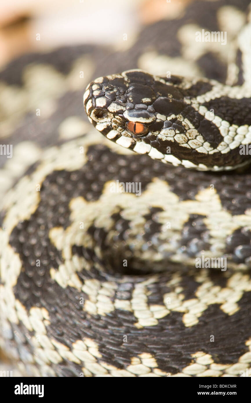Vertical snake snakes hi-res stock photography and images - Alamy