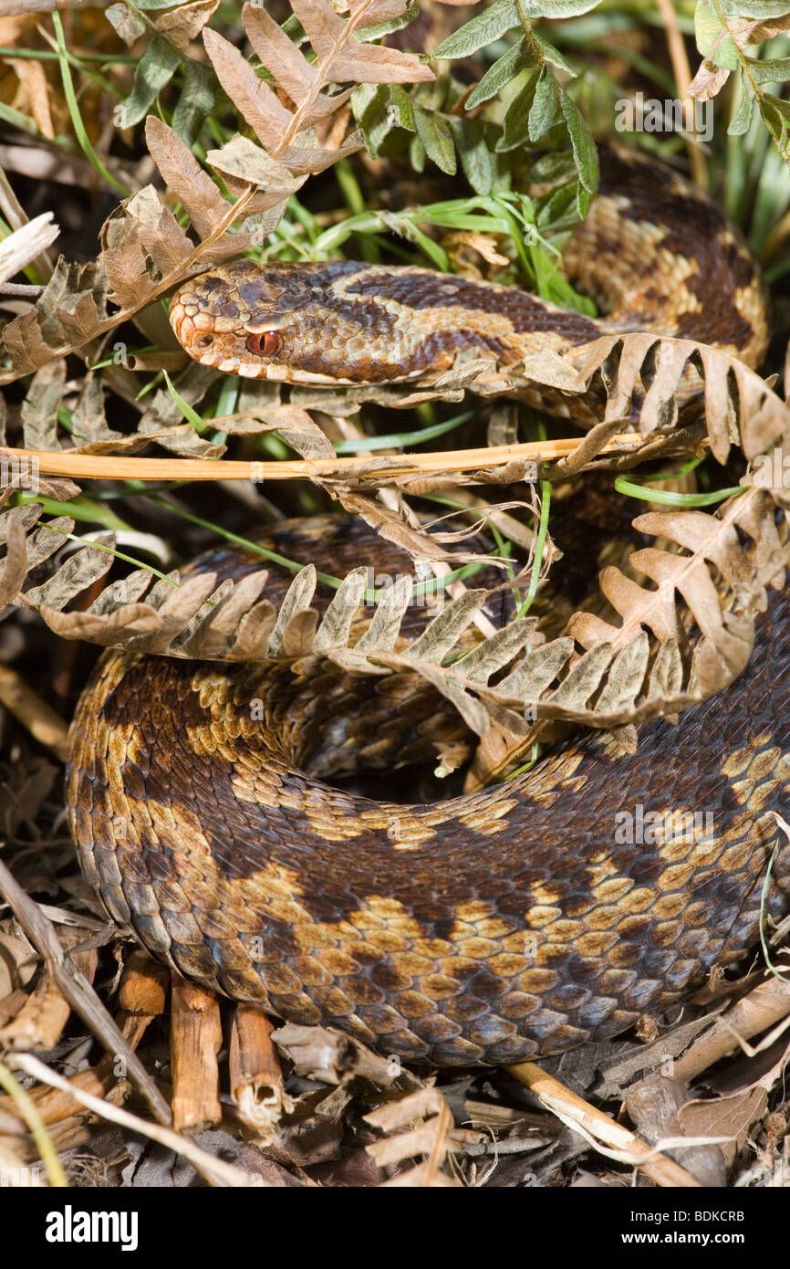 Adder (Vipera berus). Female emerging from cover. Cryptic colouring and markings help to camouflage this, the only venomous snake in UK. Stock Photo