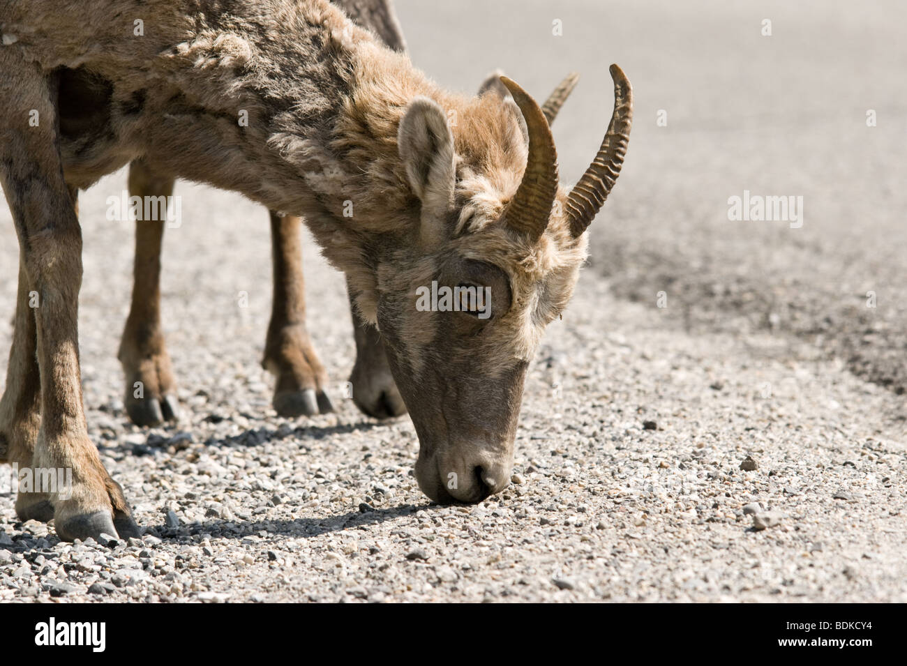 Big horn sheep grazing off road salt Stock Photo