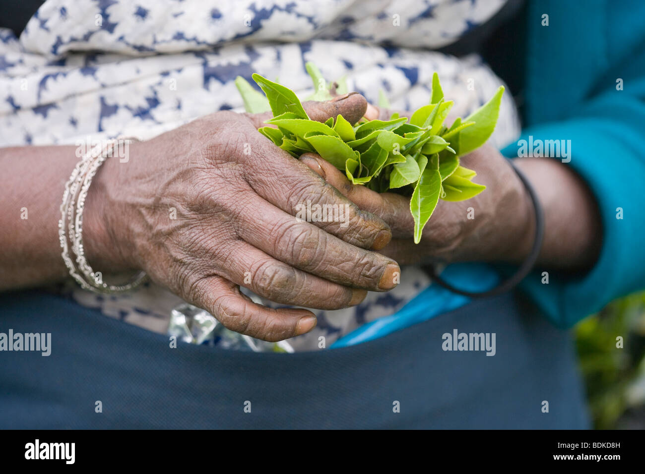 Tamil Tea Picker's hands holding fresh green tea leaf tips, just