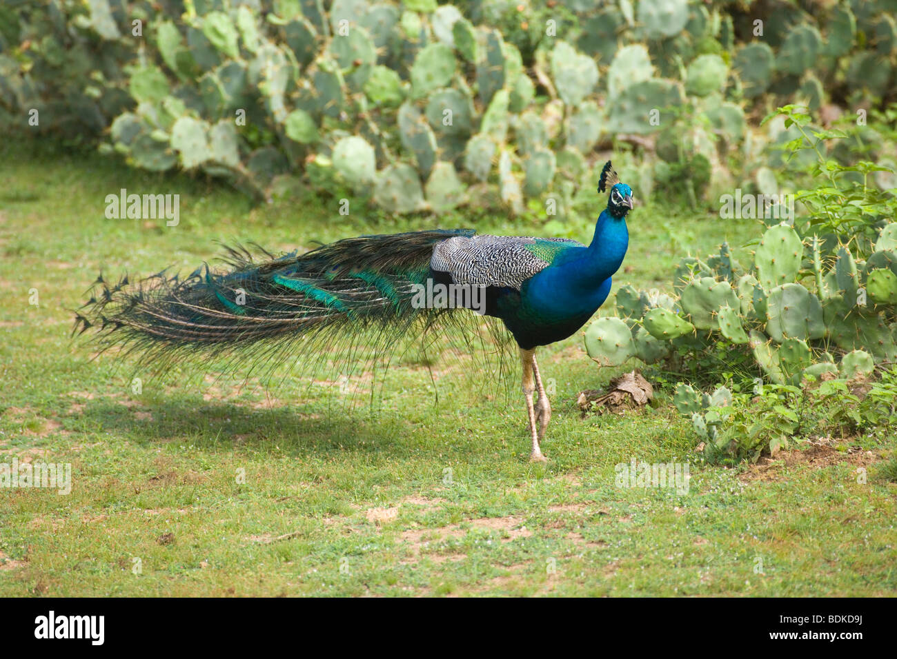 Common, Indian or Blue Peafowl (Pavo cristata). Peacock or male. Walking amongst a background of Prickly Pear Cactus- an introduced plant to Sri Lanka. Stock Photo