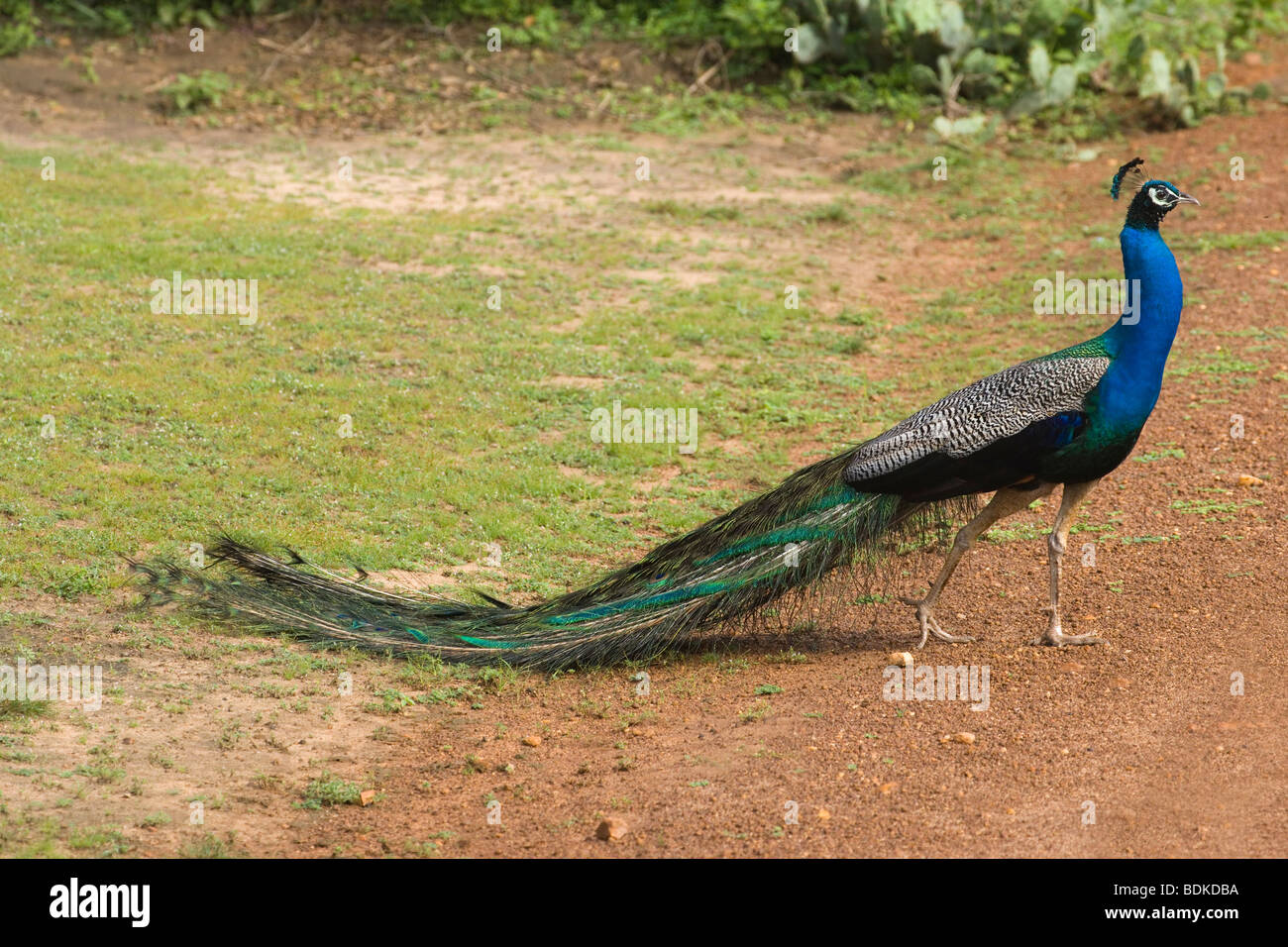 Common, Blue or Indian Peafowl (Pavo cristata). Adult male or Peacock. Walking in Wasgomuwa National Park, Sri Lanka. Stock Photo