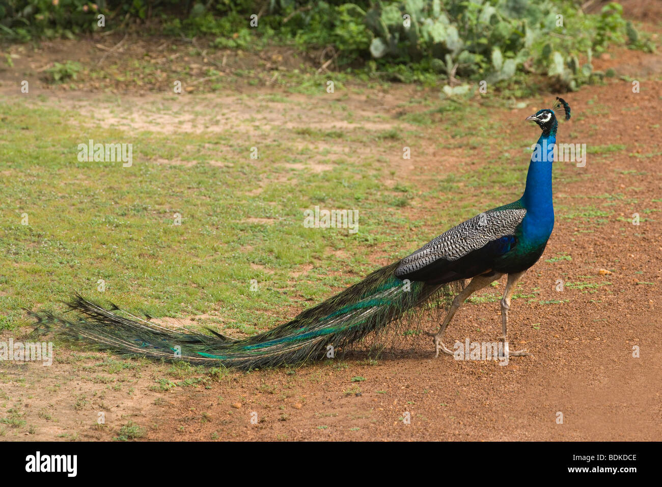 Common, Blue or Indian Peafowl (Pavo cristata). Adult male or Peacock. Walking in Wasgomuwa National Park, Sr Lanka. Stock Photo