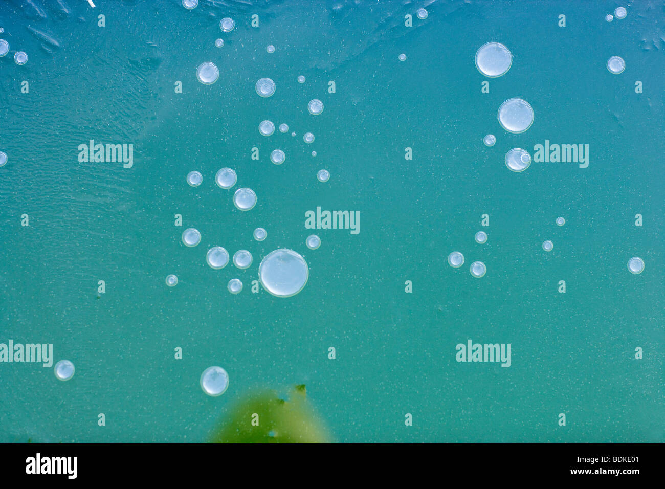 Air Bubbles released under the ice surface of a frozen pond. Winter. Stock Photo
