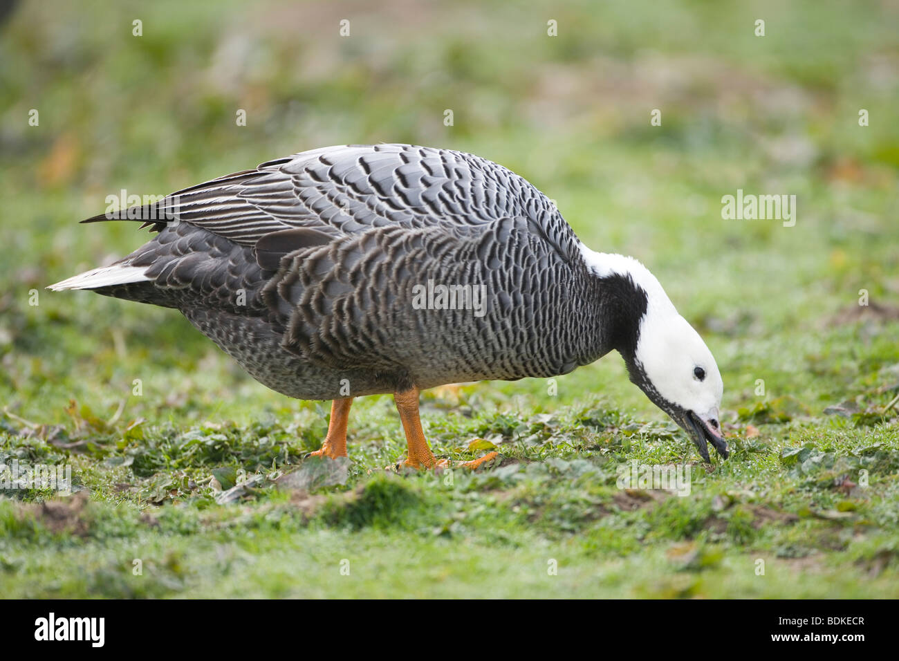 Emperor Goose (Anser canagicus). A 'grey' or 'gray' goose, North