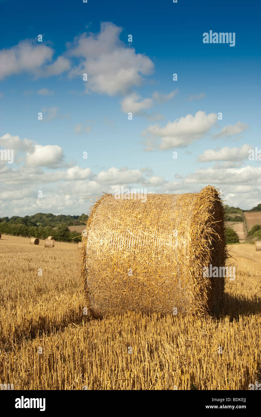 hay bales in field Stock Photo - Alamy