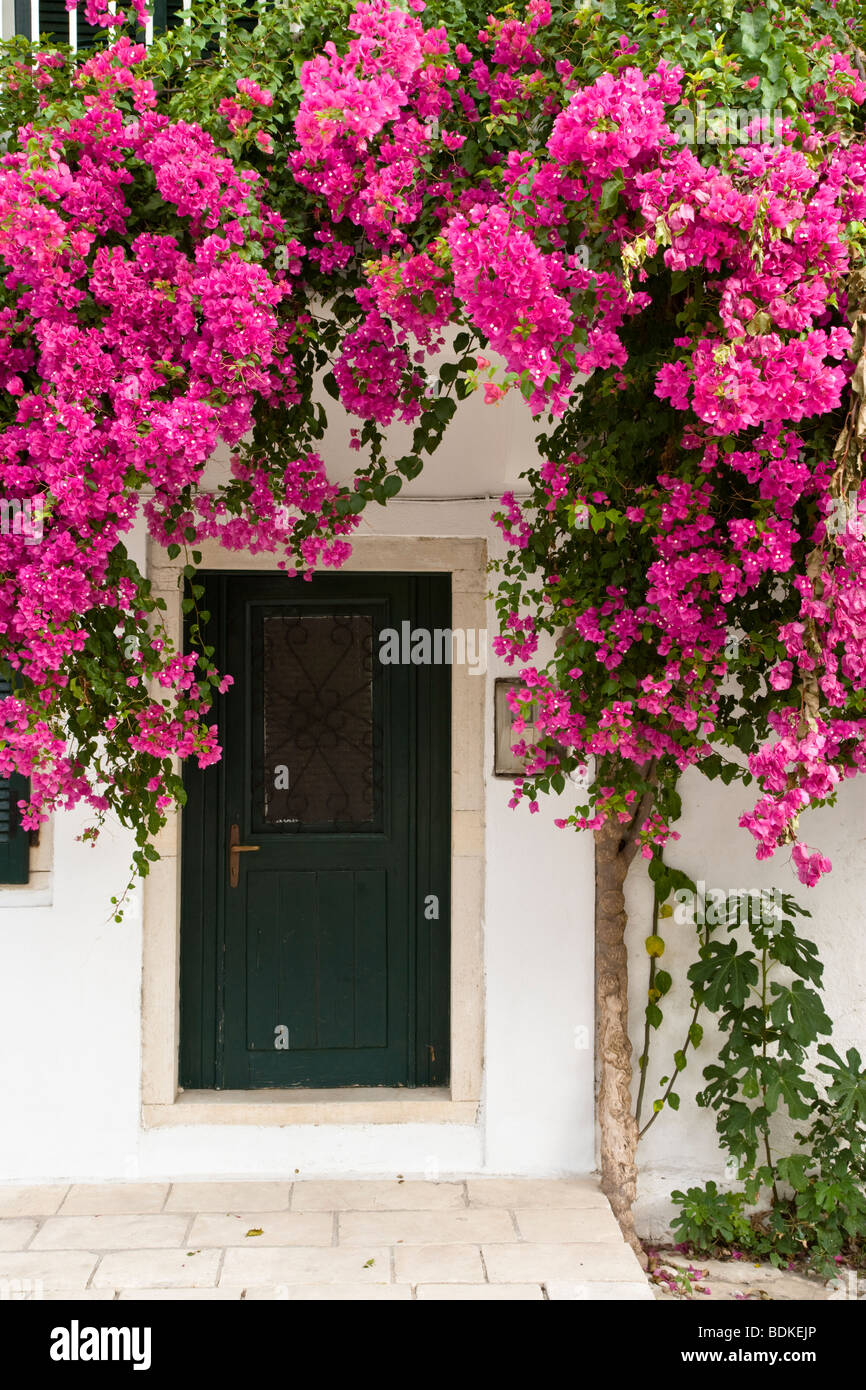 Bougainvillea in flower over a doorway in Loggos harbour on Paxos Island, Ionian Sea, Greece Stock Photo