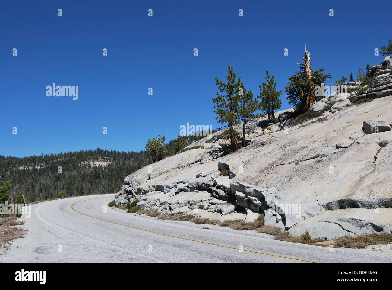 Bristlecone pines and granite mountains along highway 120 in Yosemite National Park Stock Photo