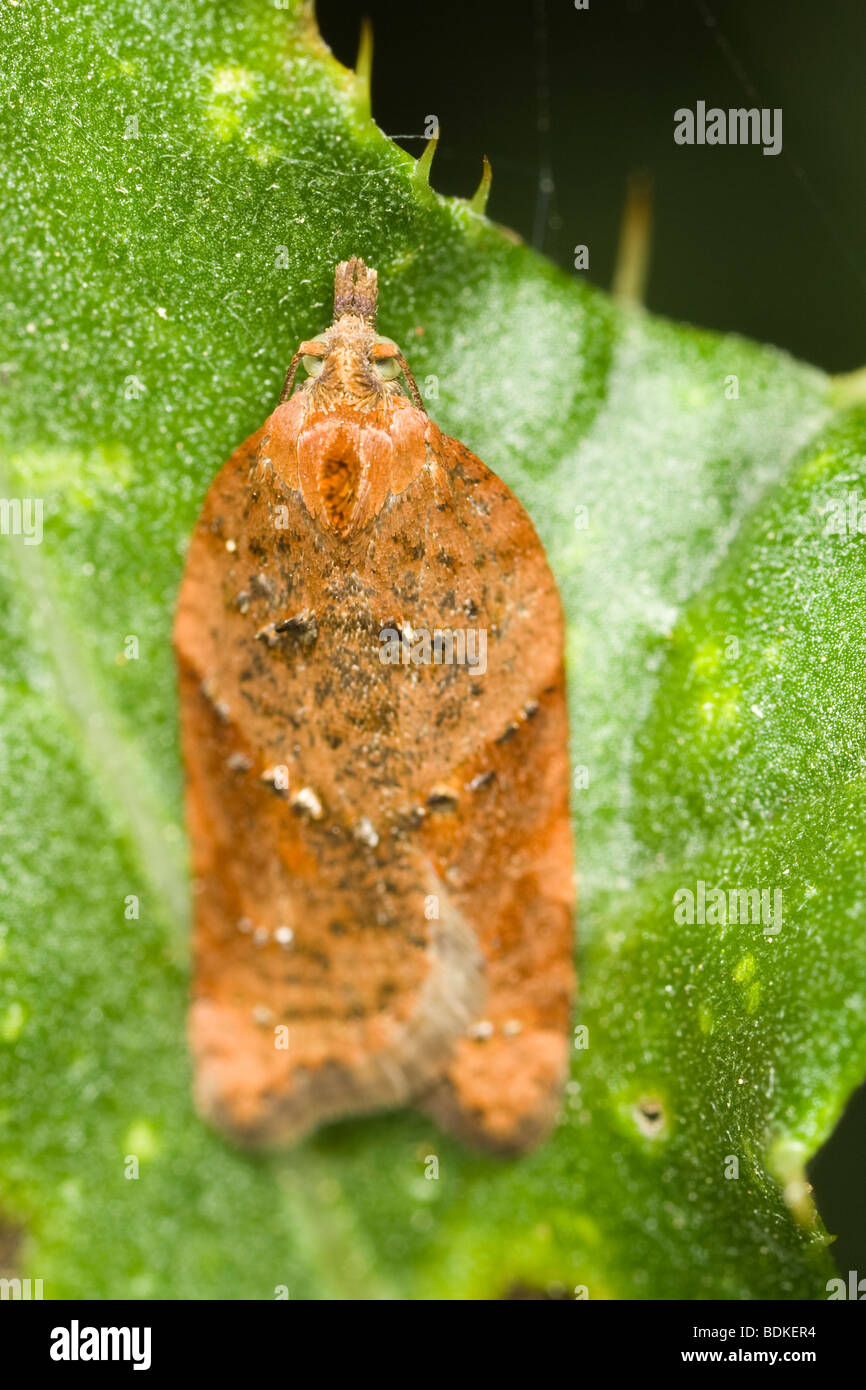 Tortrix moth resting on a holly leaf Stock Photo