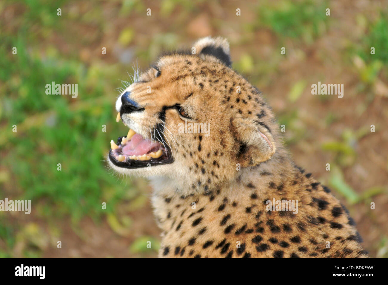 Cheetah growling Stock Photo