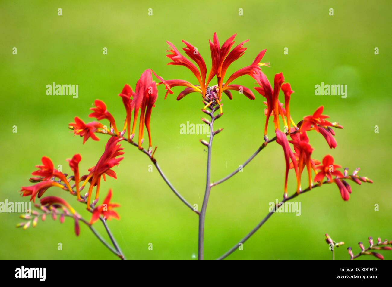 Crocosmia Lucifer Montbretia ( Crocosmia) Stock Photo