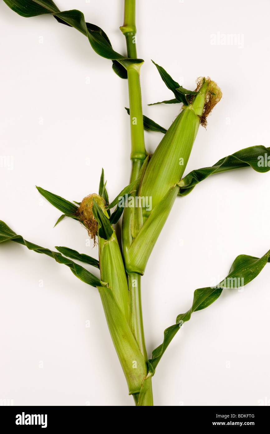 two corn ears on the stalk Stock Photo