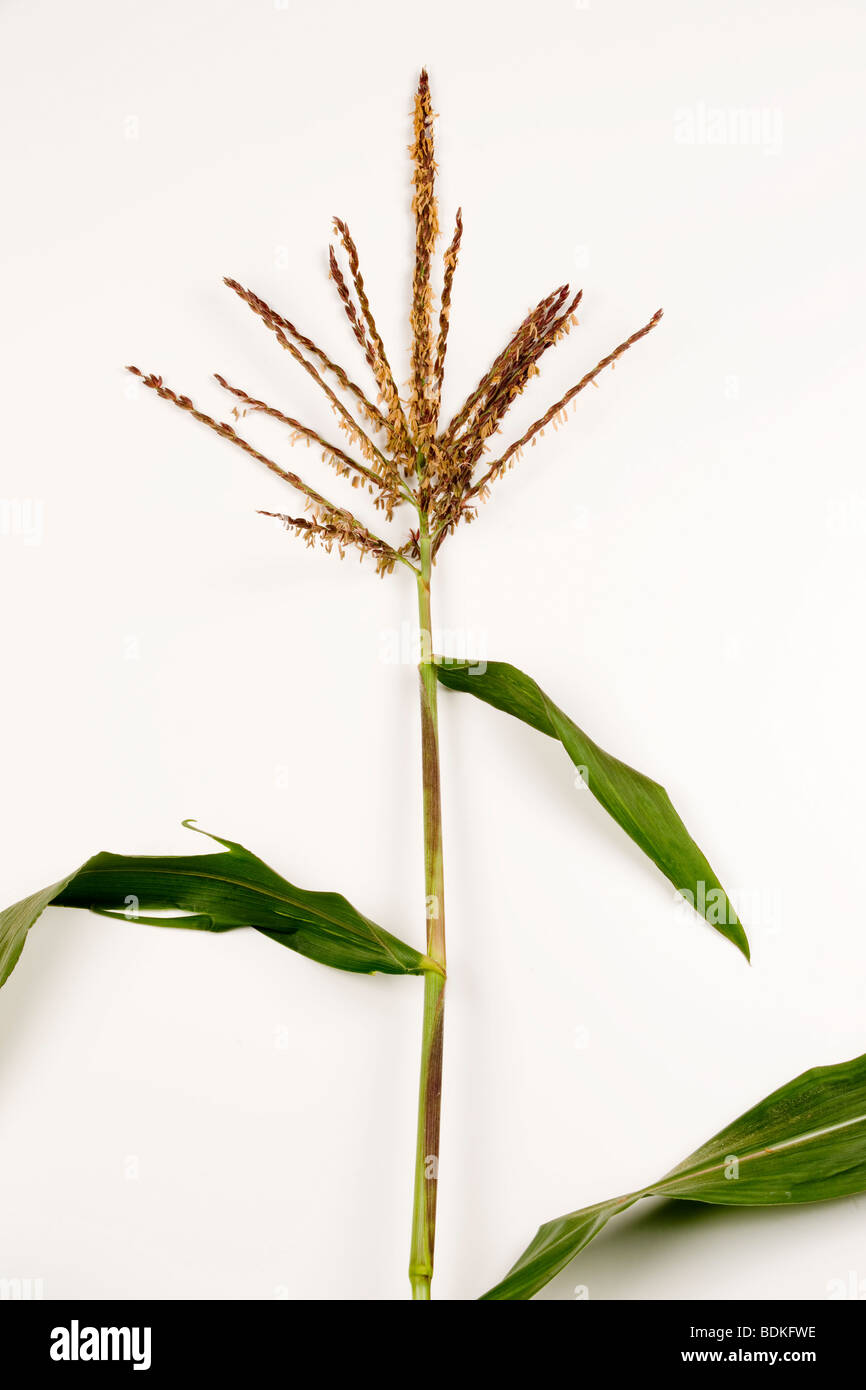 Corn tassel hires stock photography and images Alamy