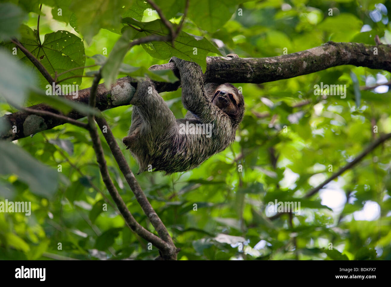 Three-toed Sloth - Manuel Antonio National Park, Costa Rica. Stock Photo