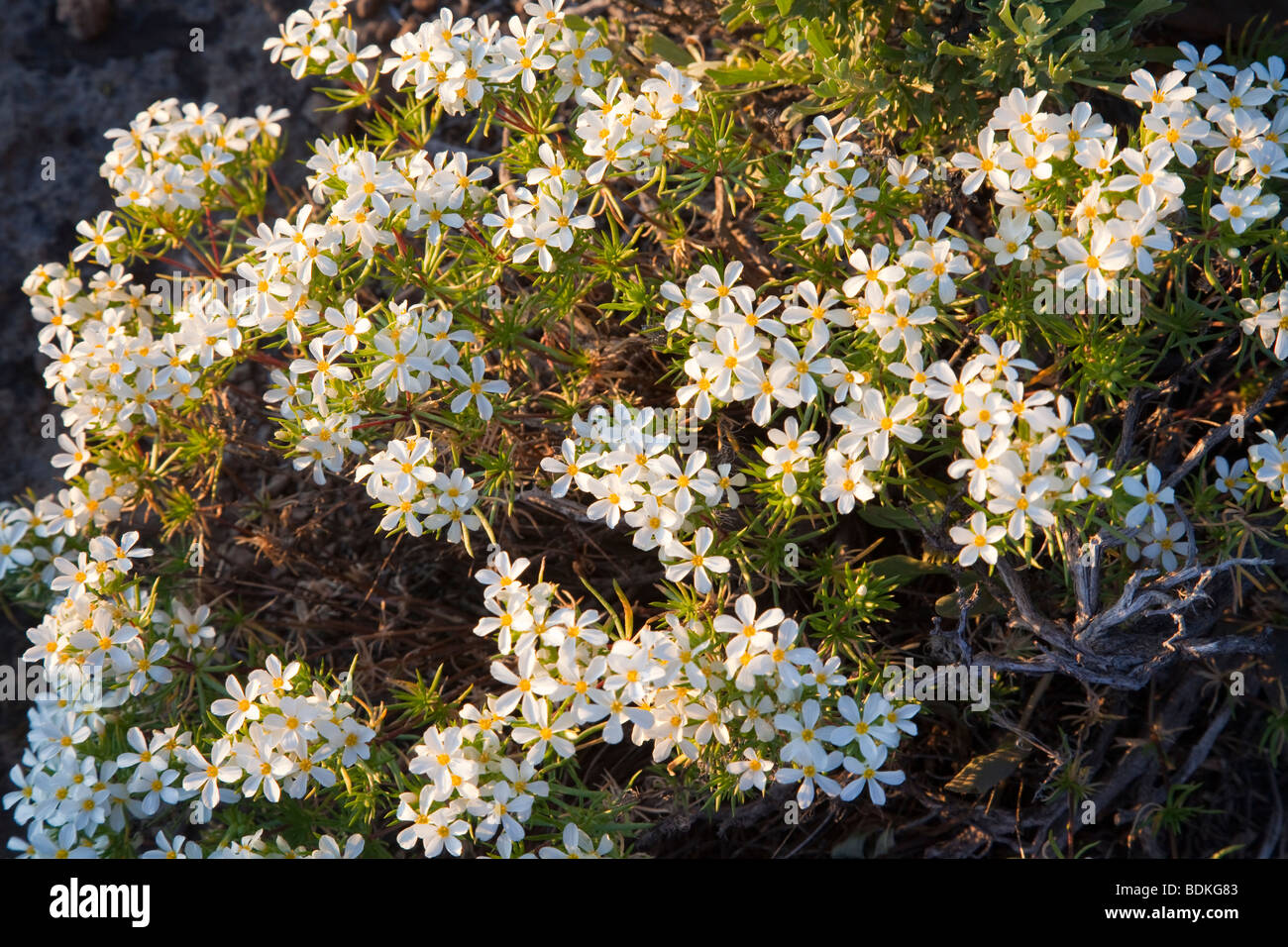 White wildflowers hi-res stock photography and images - Alamy