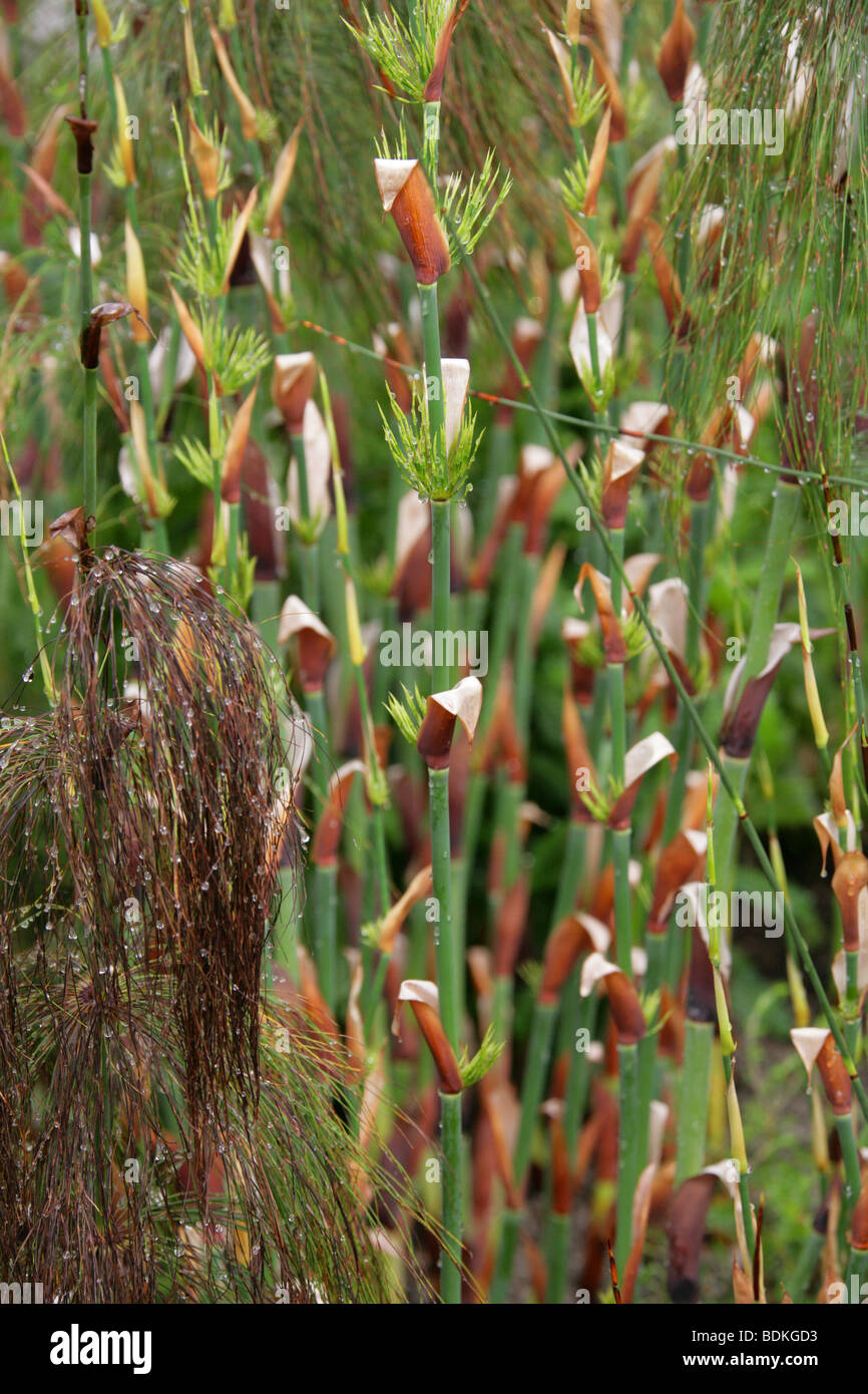 Horsetail Restio, Elegia capensis, Restionaceae, Cape South Africa Stock Photo