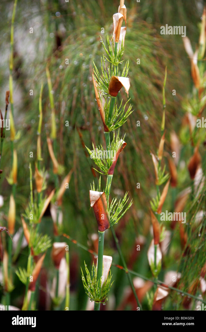 Horsetail Restio, Elegia capensis, Restionaceae, Cape South Africa Stock Photo