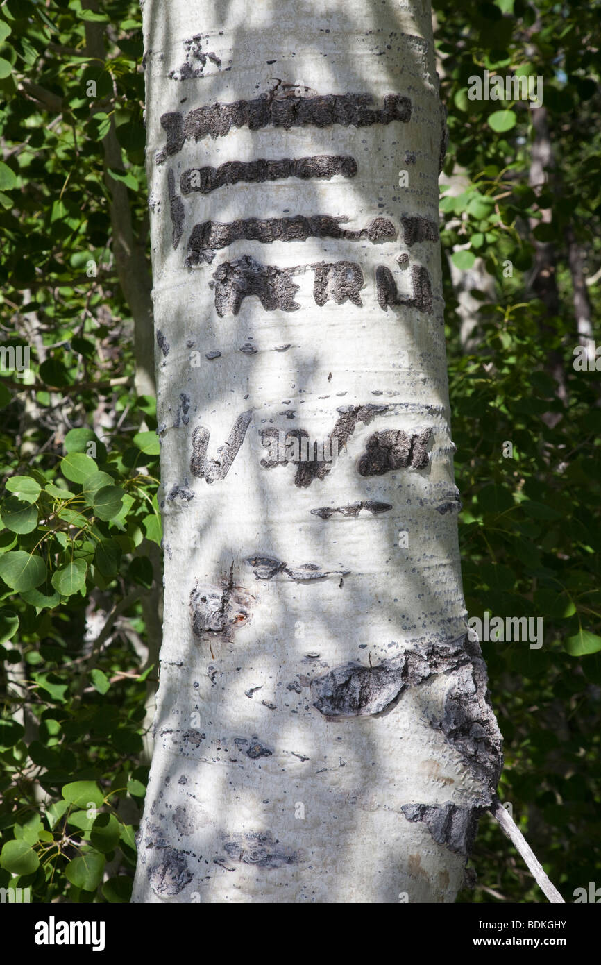 aspen tree carving from basque sheepherders 1900's steens mountain