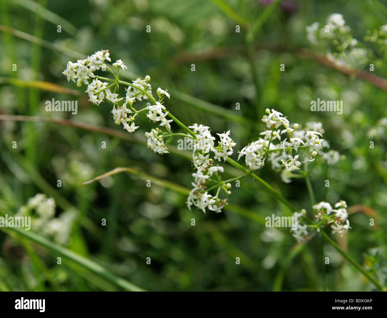 Hedge Bedstraw, Upright Bedstraw, Upright Hedge Bedstraw or White Bedstraw, Galium album Rubiaceae Stock Photo