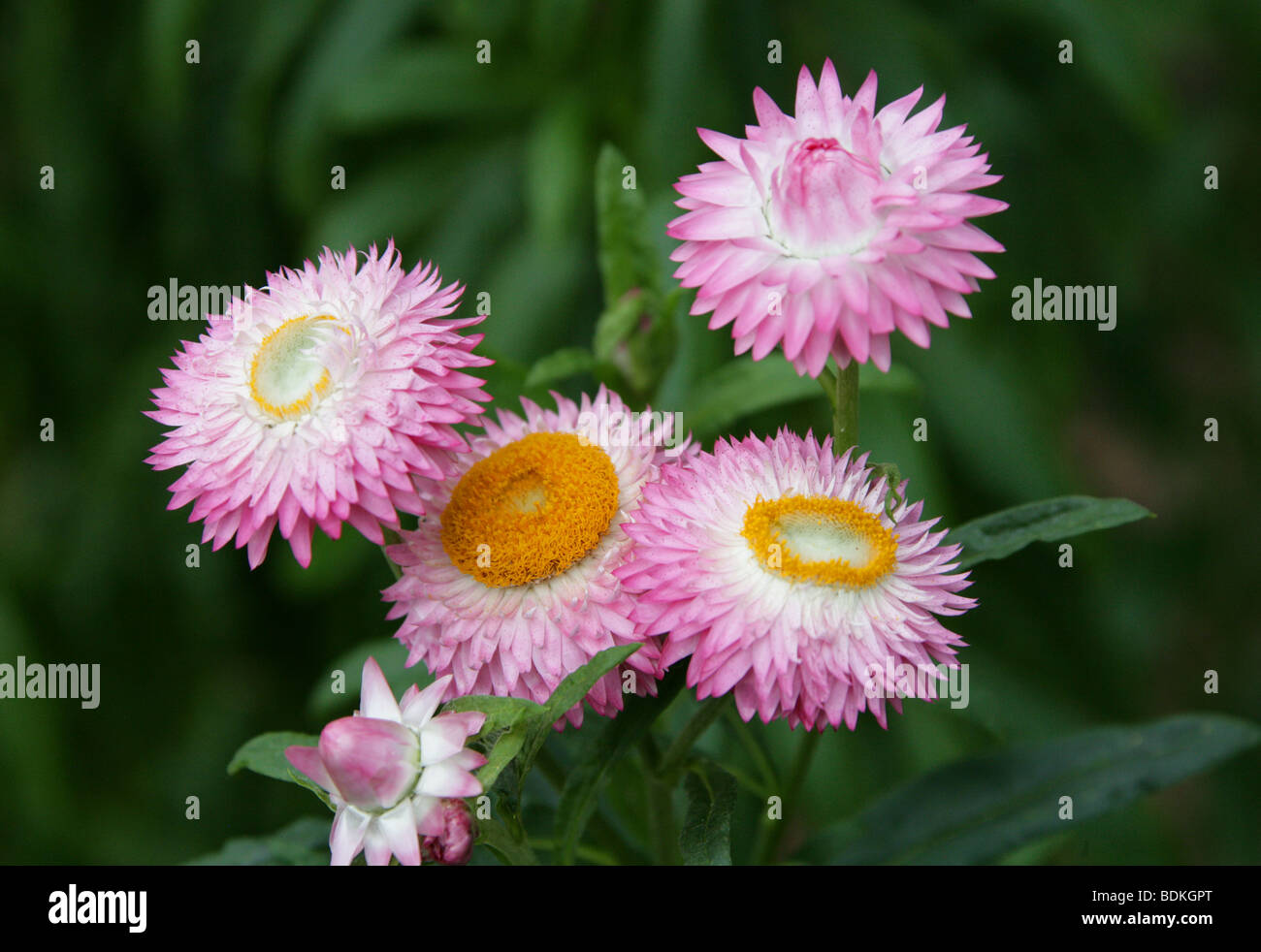 Strawflower or Golden Everlasting Flower, Xerochrysum bracteatum, syn Helichrysum bracteatum, syn Bracteantha bracteata Stock Photo