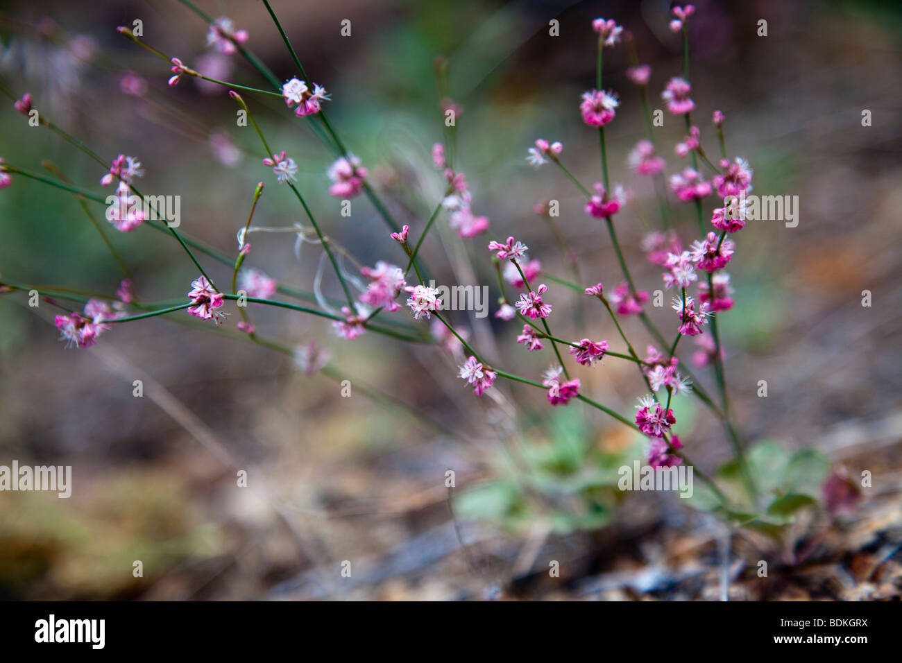 Tiny pink wildflowers hires stock photography