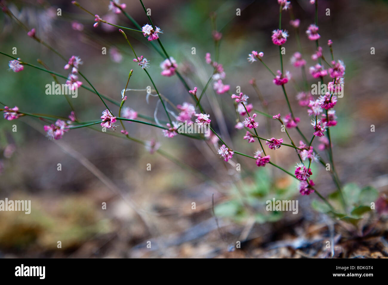 Tiny pink wildflowers hi-res stock photography and images - Alamy