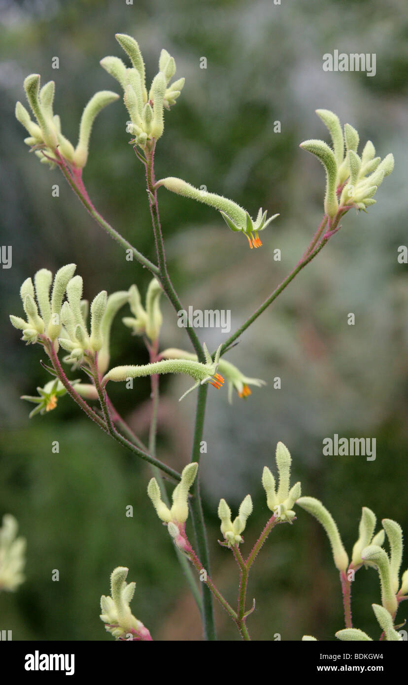 Evergreen Kangaroo Paws, Anigozanthos flavidus, Haemodoraceae, Western Australia Stock Photo