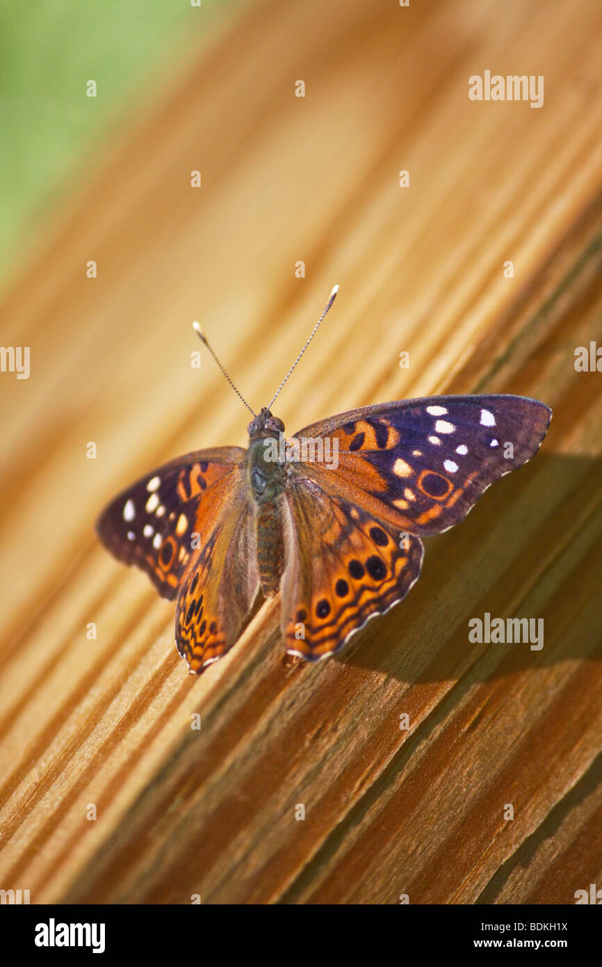 Hackberry Emperor Butterfly (Asterocampa celtis) Stock Photo