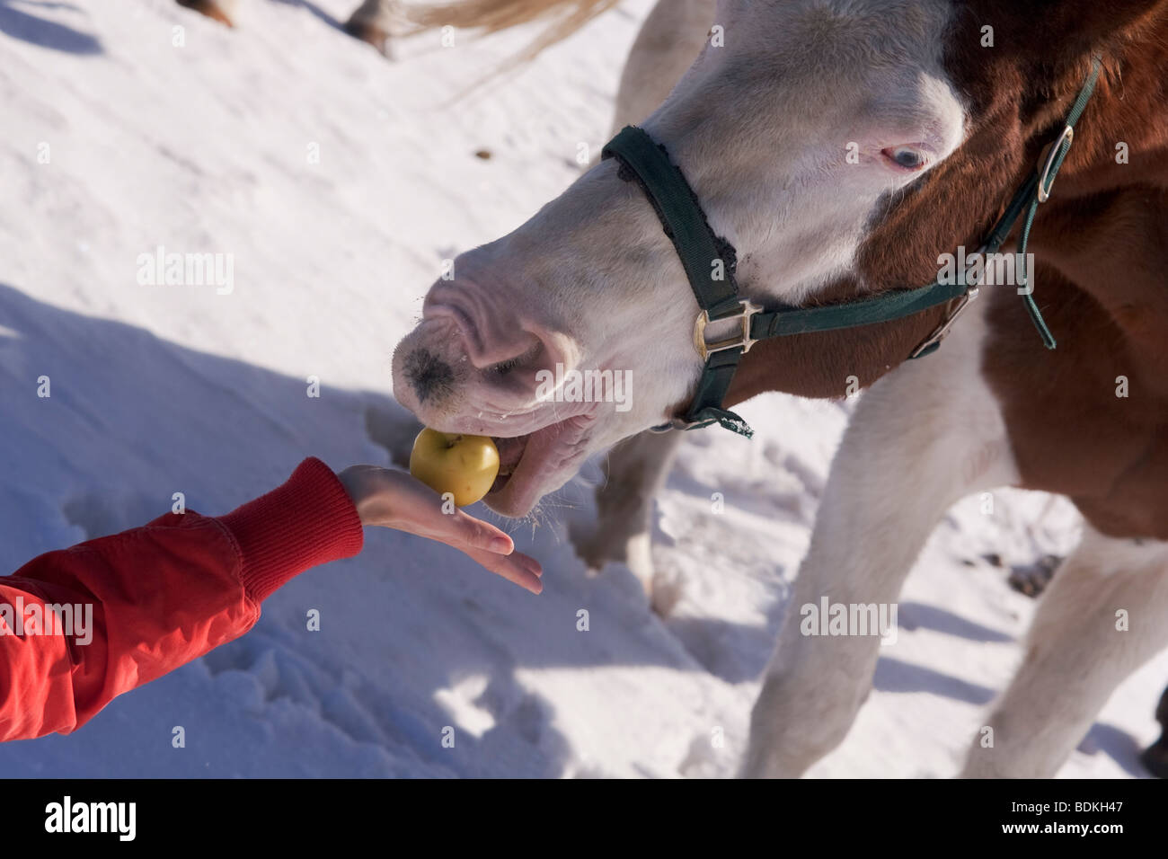 Horse eating an apple hires stock photography and images Alamy
